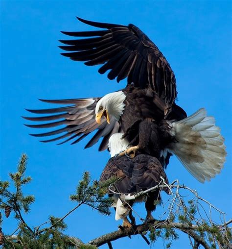 Bald Eagles Mating