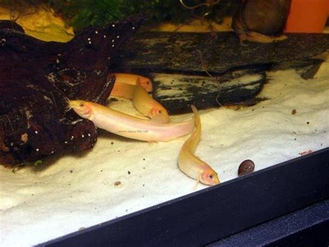 Dojo Loach Extensive Care Guide And Tank Regulations