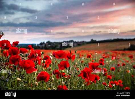 Close up common red poppy flowers (Papaver rhoeas) in UK poppy field at sunset. Wild poppies in ...