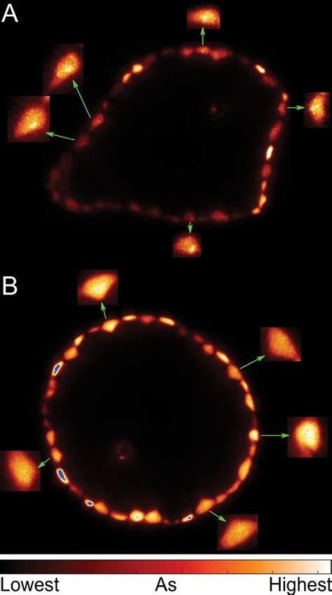 X-ray fluorescence microtomograms showing intracellular details of As... | Download Scientific ...