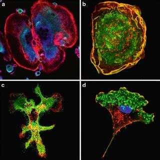 Laser scanning confocal fluorescence microscopy images of mammalian... | Download Scientific Diagram