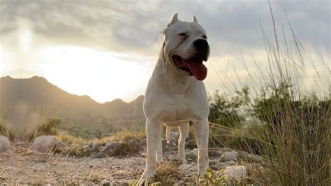 The Power of Dogo Argentino | How Strong Is a Dogo Argentino's Bite ...