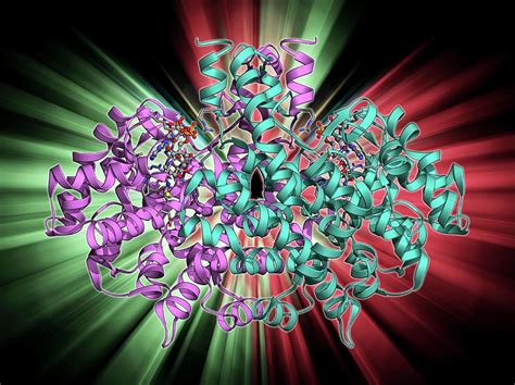 Citrate Synthase Molecule Photograph by Laguna Design | Fine Art America