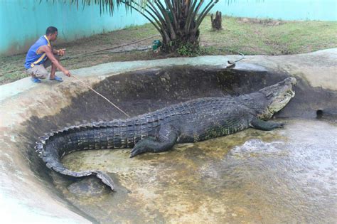 Saltwater Crocodile Facts and Pictures
