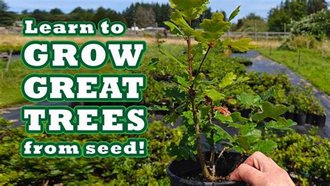 Growing Trees From Seed - Creatively United Community