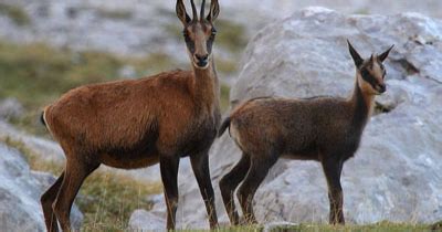 The Lions Times: The Wildlife of the Pyrenees