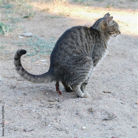 What Does Cat Poo In Garden Look Like at Linda Palomino blog