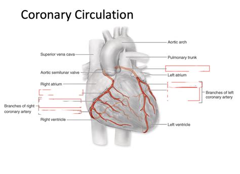 coronary circulation Diagram | Quizlet