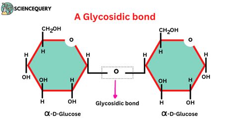 Glycosidic bond definition and structure | Science Query