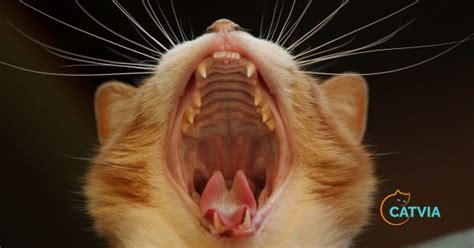 Why Cat Losing Teeth? Cat Dental Disease and Treatment