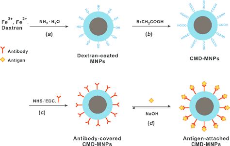 Preparation of carboxymethylated dextran-coated magnetic nanoparticles... | Download Scientific ...