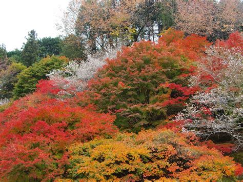 Enjoy Cherry Blossoms in Autumn in Japan - Japan Web Magazine