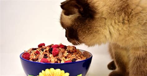 8 Human Foods Poisonous to Cats