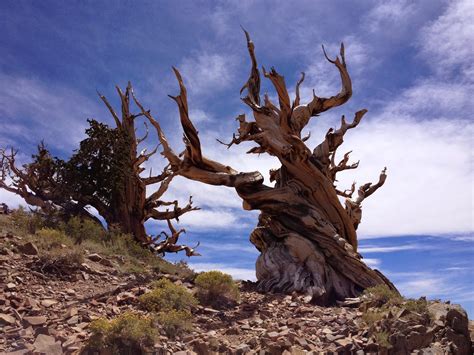 IMG_7755.JPG (1600×1200) | Bristlecone pine, Bristlecone pine forest, Pine forest