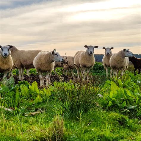 Curious Sheep Photograph by Mark Scheijde - Fine Art America