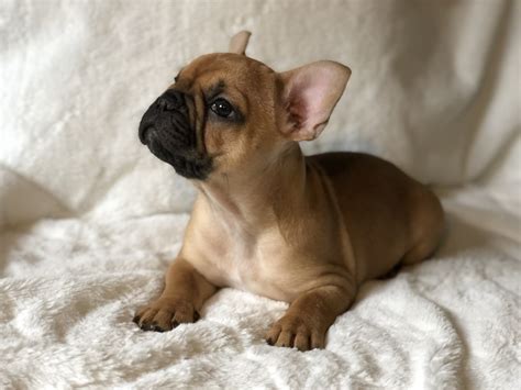 French Bulldog Puppies For Sale | Pensacola, FL #289362