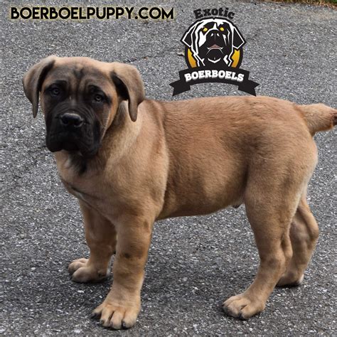 Pin on South African Boerboels