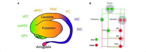 | Inputs and outputs of the striatum. (A) Lateral view of the striatum... | Download Scientific ...