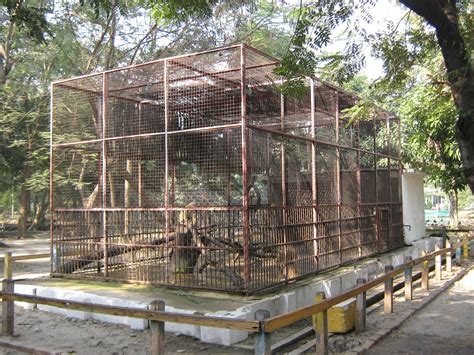 cage for Rhesus Macaques (Macaca mulatta) - ZooChat