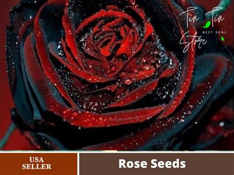 30 Rare Seed-True Rose Red Black #1078-Authentic Seeds-Flowers-Seeds ...