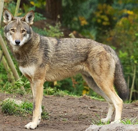 Coywolf - Alchetron, The Free Social Encyclopedia