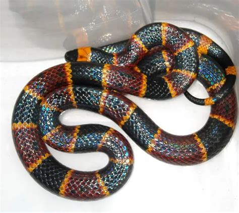 Eastern Coral Snake - Facts, Diet, Habitat & Pictures on Animalia.bio