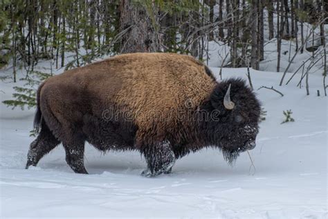 Parque Nacional De Yellowstone Bisonte Americano. Escena De Invierno ...