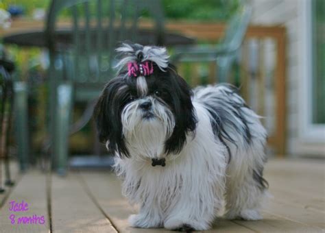 Havanese Shih Tzu Mix For Sale