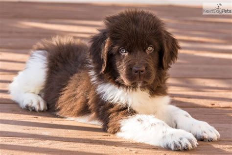 Ofa Sebastian: Newfoundland puppy for sale near Youngstown, Ohio ...