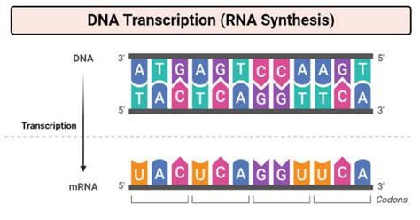 DNA Transcription (RNA Synthesis)- Article, Diagrams and Video