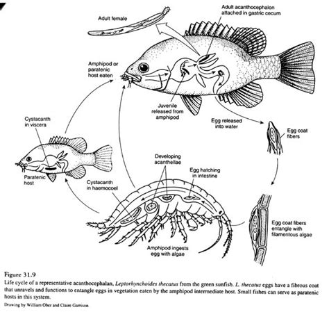 Acanthocephala