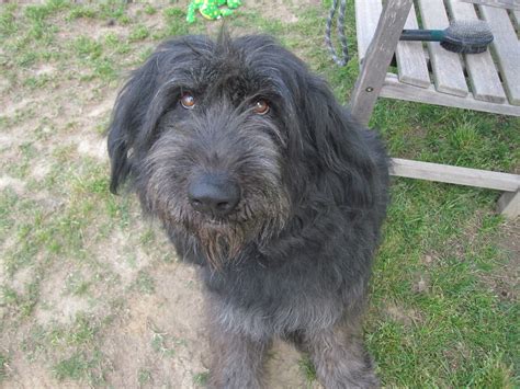 Gracie | GRACIE is a Giant Schnauzer mix who’s about 5 years… | Flickr