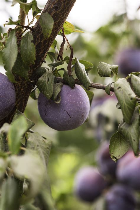 Purple Honey Plums Make Global Debut in China | Produce Report