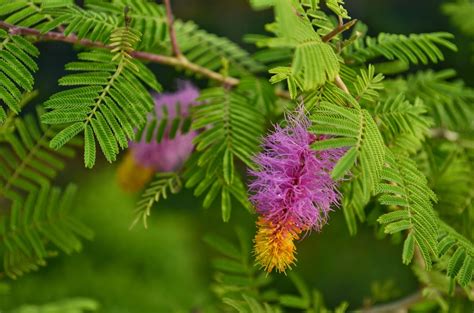 Jammi Chettu: The Tree of Life – Grow Billion Trees