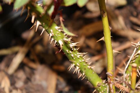 UK - Diseases of Fruit Crops & Ornamentals: Disease-Resistant Knockout Rose Susceptible to Rose ...