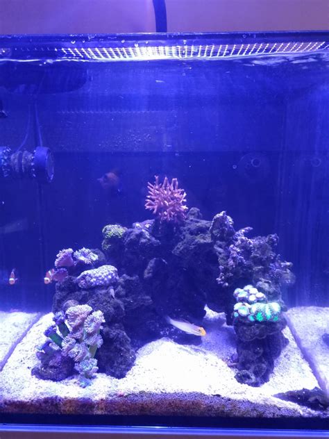 Nano Build - Red Sea Max Nano - Long time Reader First time poster | Reef2Reef