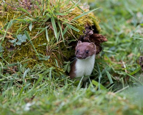 Stoat facts - Protect the Wild