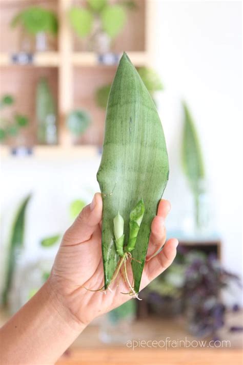 Propagate Sansevieria (Snake Plant): 3 Easy Ways! - A Piece Of Rainbow