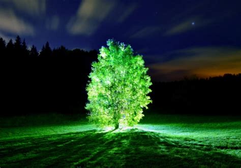 Glowing Plants With Firefly Enzyme: The Future of Streetlights