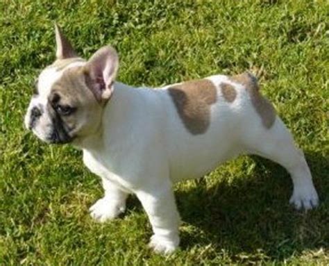 Allevamento Bouledogue Francese | Cuccioli MyFrenchies.