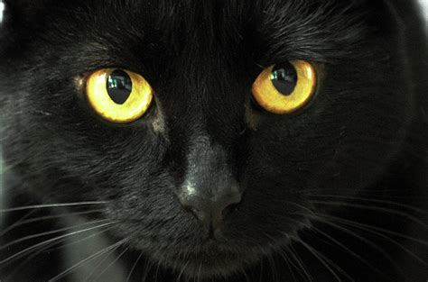 Black Cat Yellow Eyes | ubicaciondepersonas.cdmx.gob.mx