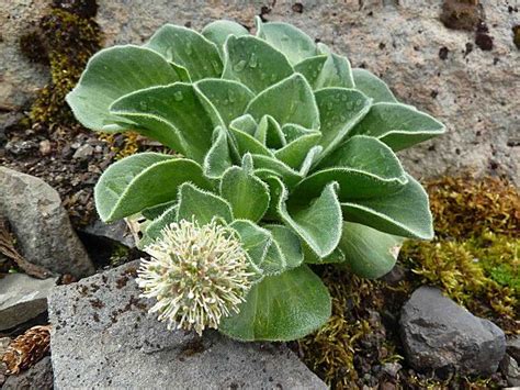 Pringlea antiscorbutica (aka Kerguelen Cabbage) | Kerguelen islands, Island, Plants