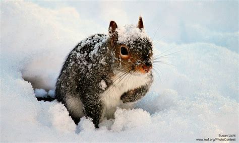 10 Nutty Facts to Make You Appreciate Squirrels - The National Wildlife Federation Blog