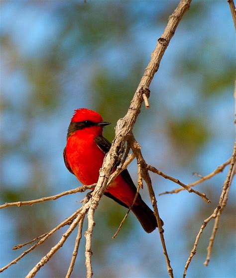 BirdManBob: More Arizona Birds