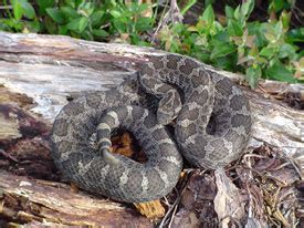 Eastern Massasauga Rattlesnake - Michigan Natural Features Inventory