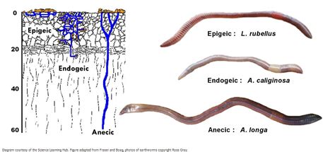 Earthworm niche groupings — Science Learning Hub