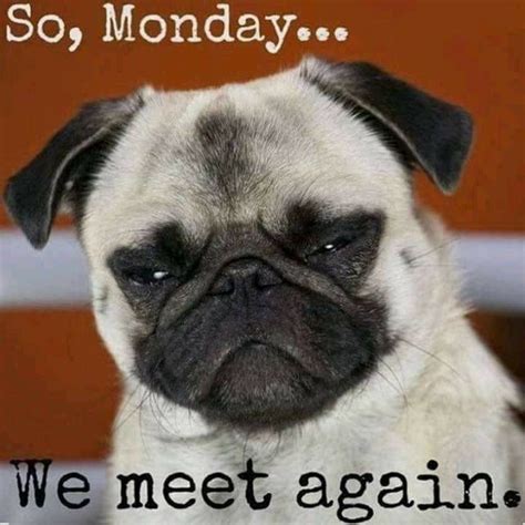 Pin by Michelle Stewart on Days of the week in 2020 | Funny monday memes, Funny memes about work ...