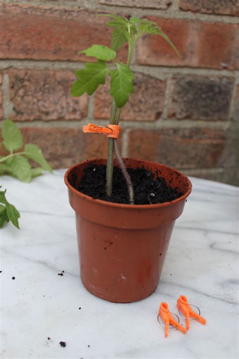 Secret Garden Club: How to graft your own tomatoes for disease resistance