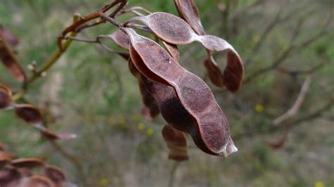 wattle seed pod | Wattle seed pod. McCleods Nature Reserve, … | Flickr