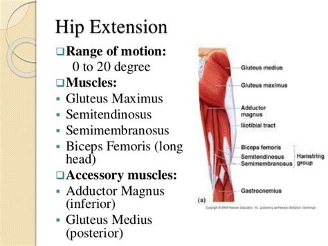 The Ultimate Guide to Improving Hip Extension